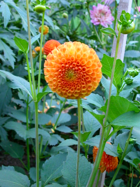 Dahlia Photo