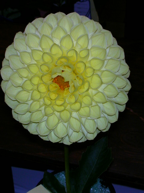 Dahlia Photo