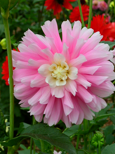Dahlia Photo