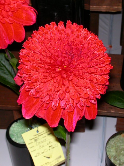 Dahlia Photo
