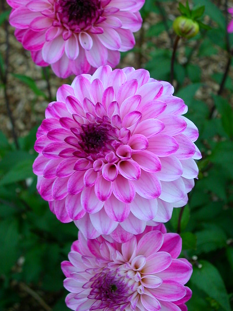 Dahlia Photo