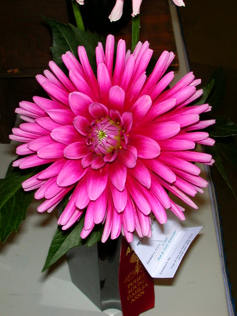 Dahlia Photo