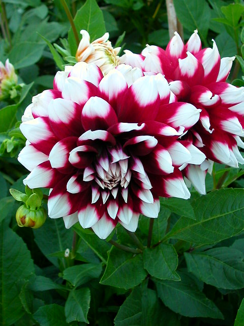 Dahlia Photo