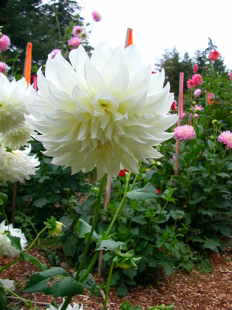 Dahlia Photo
