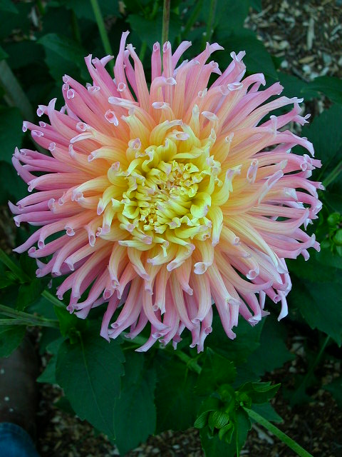 Dahlia Photo