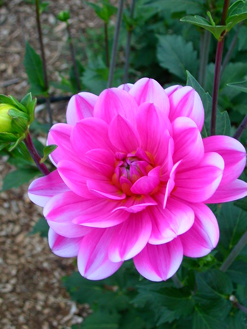 Dahlia Photo