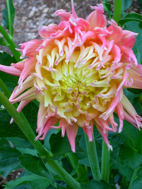 Dahlia Photo