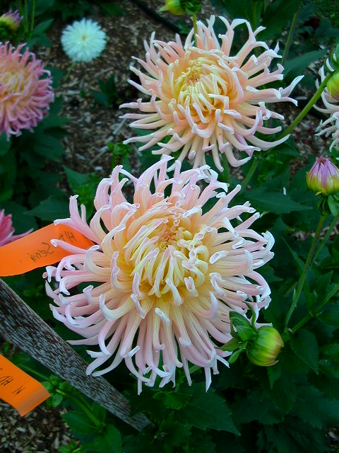 Dahlia Photo