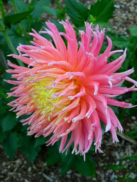 Dahlia Photo