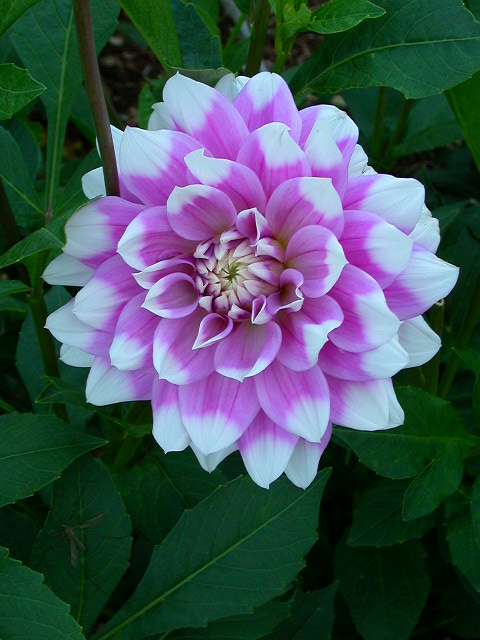 Dahlia Photo