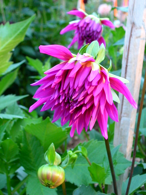 Dahlia Photo