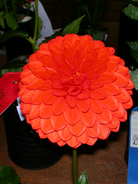 Dahlia Photo