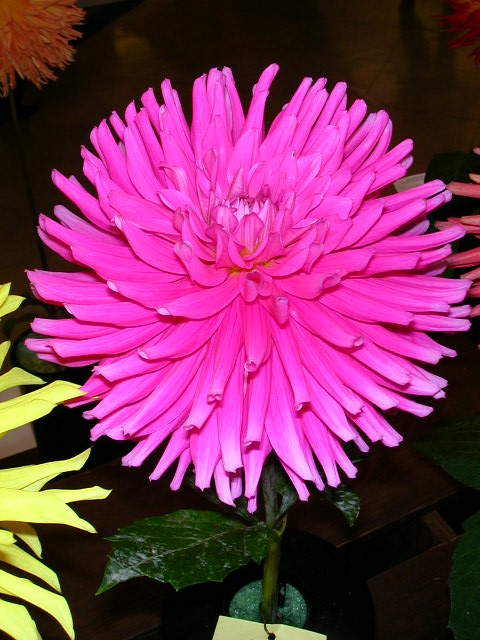 Dahlia Photo