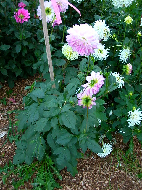 Dahlia Photo