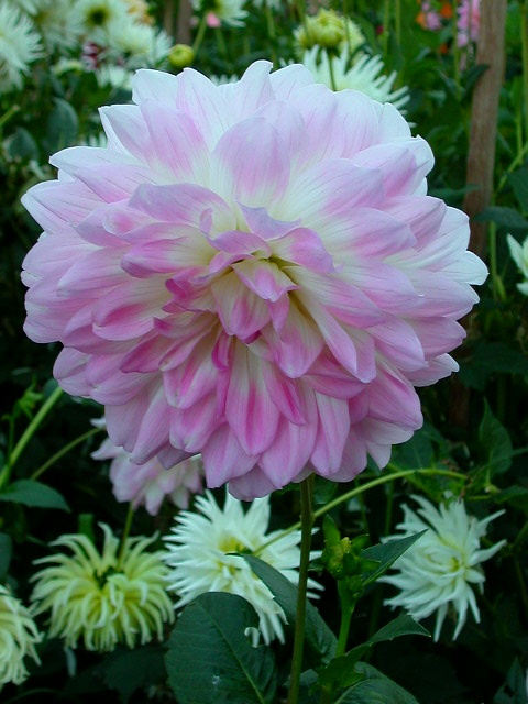 Dahlia Photo