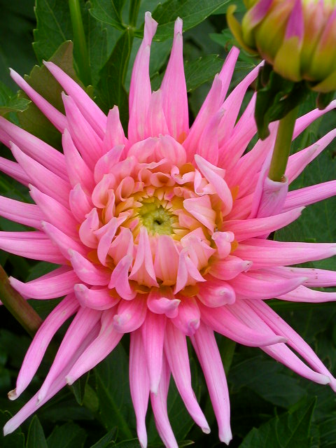 Rose Photo