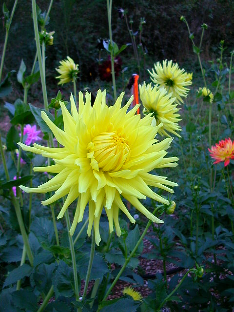 Dahlia Photo