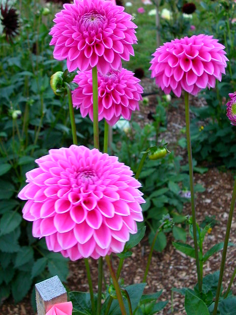 Dahlia Photo