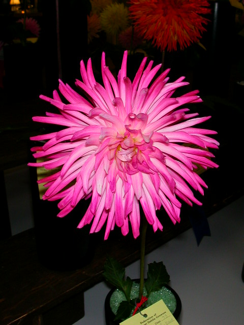 Dahlia Photo