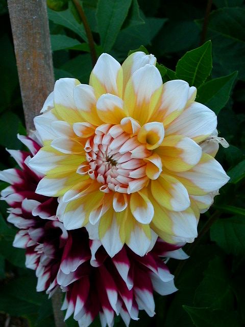 Dahlia Photo