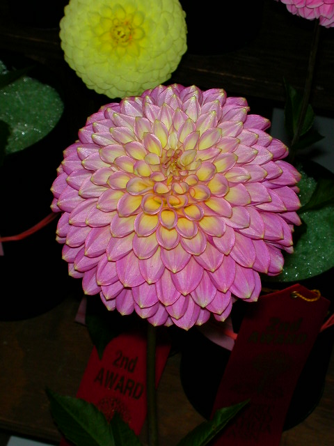 Dahlia Photo