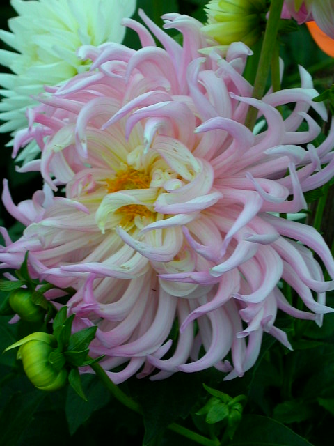 Dahlia Photo