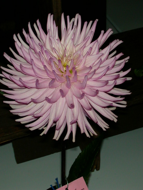 Dahlia Photo