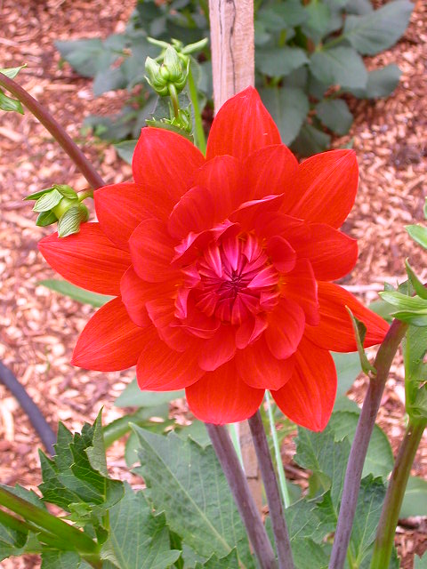 Dahlia Photo