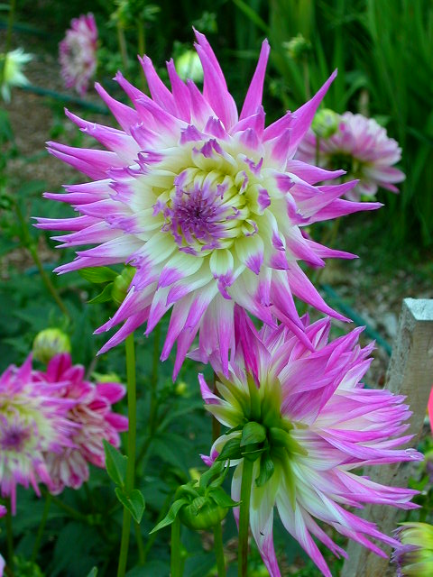 Dahlia Photo