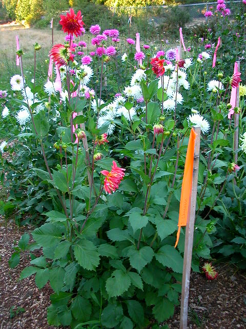 Dahlia Photo