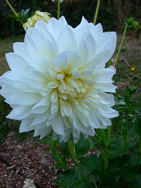 Dahlia Photo