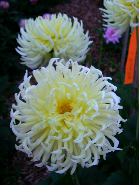 Dahlia Photo