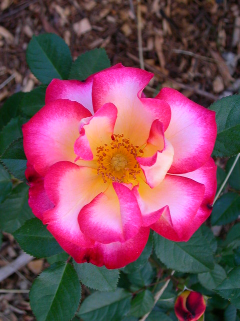 Rose Photo