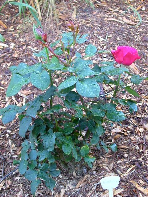 Rose Photo