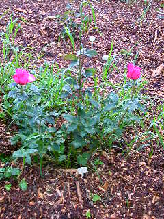 Rose Photo