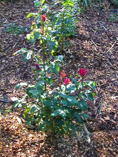 Rose Photo