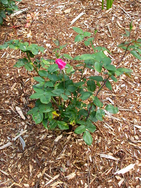 Rose Photo