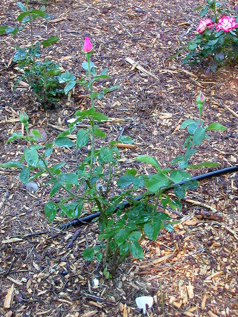 Rose Photo
