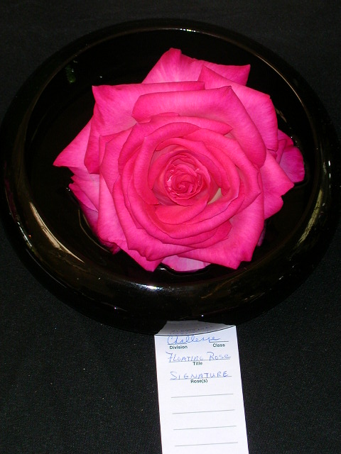 Rose Photo