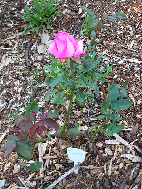 Rose Photo