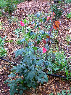 Rose Photo