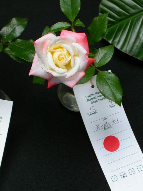 Rose Photo