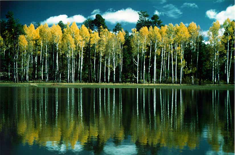 Aspens