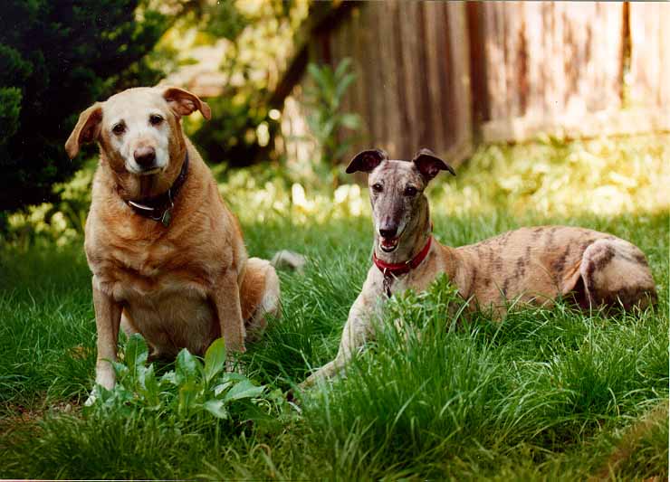 Dogs