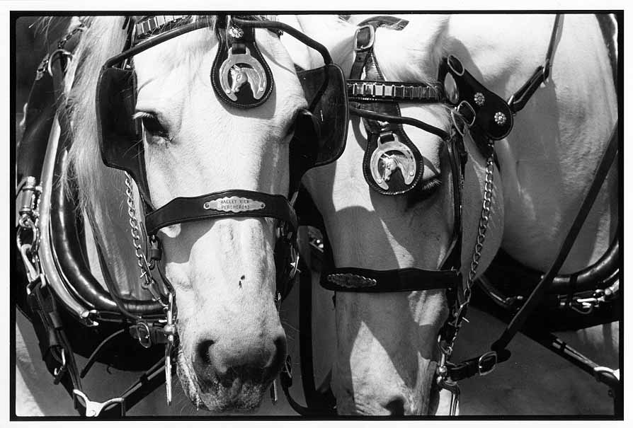 Percherons