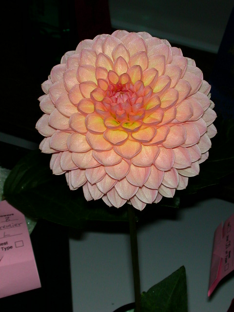 Dahlia Photo