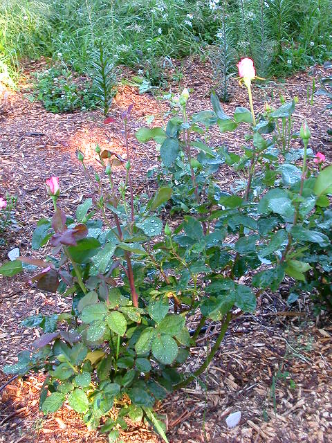 Rose Photo