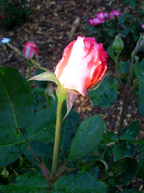 Rose Photo
