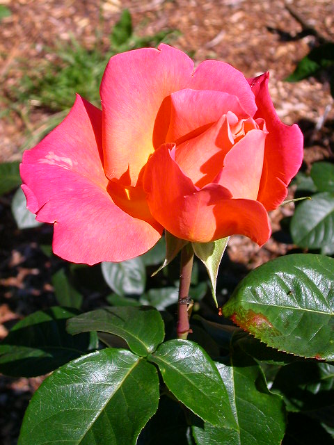 Rose Photo