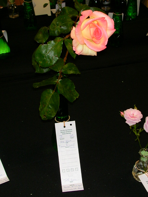 Rose Photo